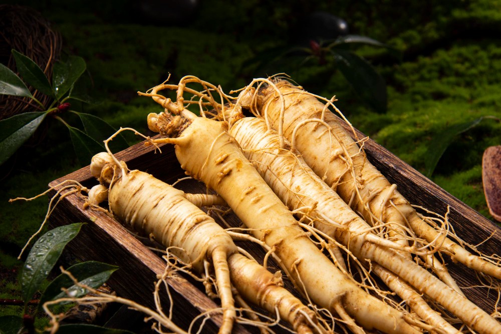 panax ginseng