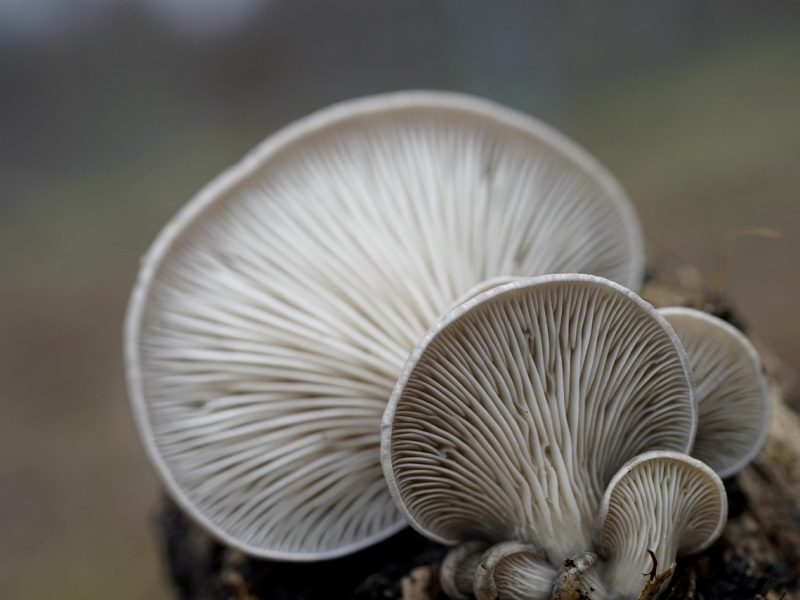oyster mushrooms, mushrooms, winter mushrooms, pleurotus ostreatus, nature, winter, mycology, close up, macro, oyster mushrooms, mushrooms, mushrooms, mushrooms, mushrooms, mushrooms